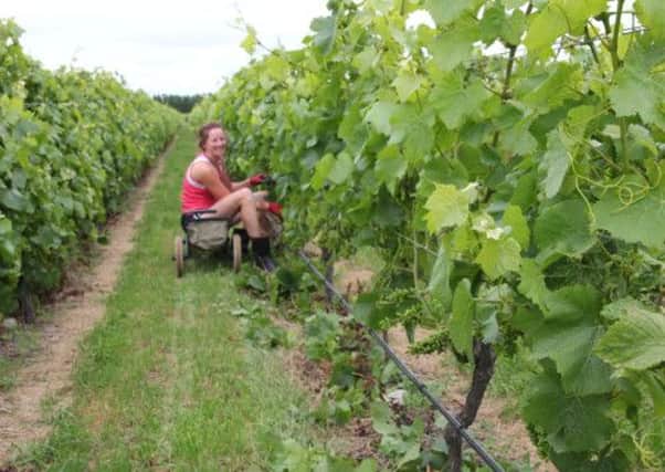 Larry McKennas low trained vines at Escarpment