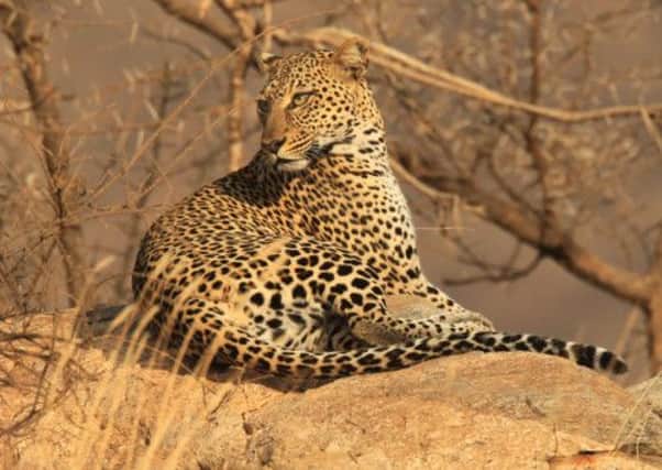 The mother leopard captured in all her glory by Robert Fuller.