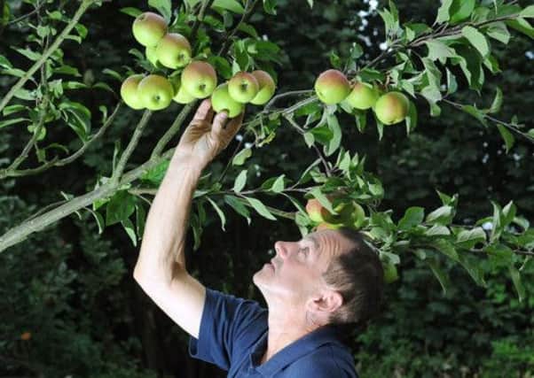Cameron Smith picks apples in one of the village orchards