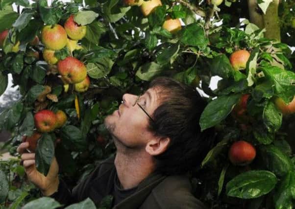 Head gardener Des Cotton picking apples from the trees in Beningbrough Hall's walled garden. Picture by Gerard Binks.