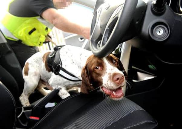 A drug detection dog searches a vehicle after an initial search found traces of drugs.