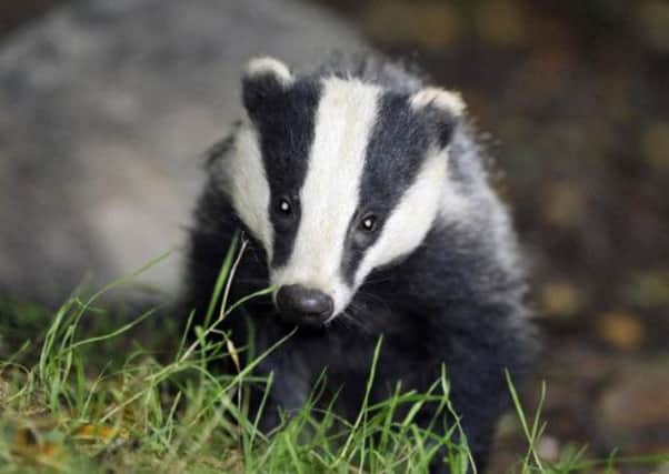 A pilot badger cull is being extended
