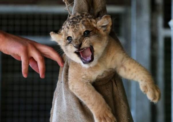Karis, a one month old lion cub being weighed at Blair Drummond Safari Park near Stirling