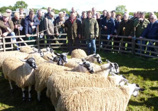 Fadmoor Sheep Sale at Wombleton Airfield.