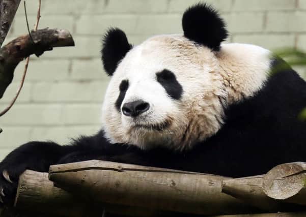 Edinburgh Zoo's giant panda, Tian Tian
