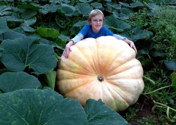 Max Jones has grown a pumpkin seven times his own weight. Picture: Ross Parry Agency