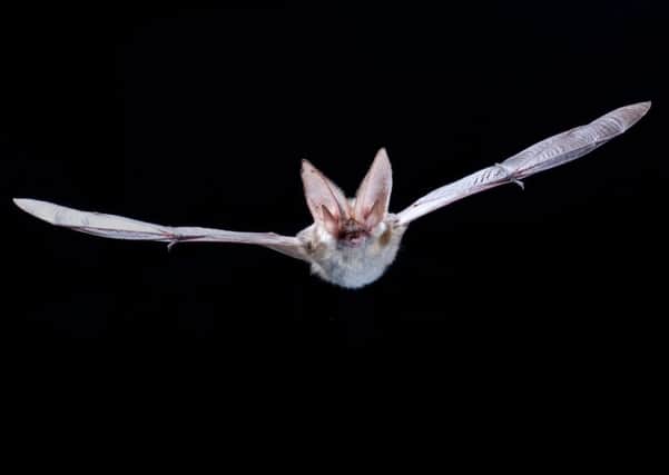 A rare Grey long eared bat. Picture: Anton Alberdi/Bat Conservation Trust