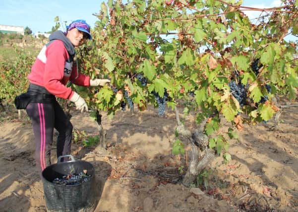 The Rioja harvest gets underway at last