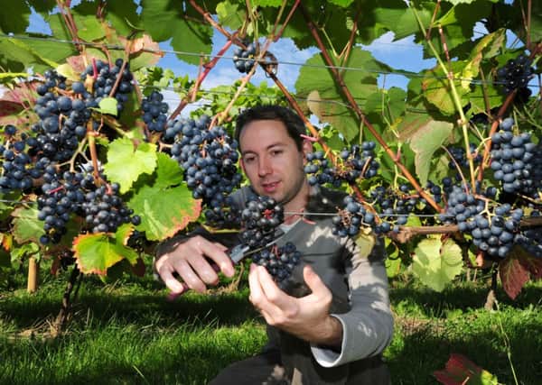 Peter Freemantle grape picking in the autumn sunshine at Ryedale Vineyards, near Malton
