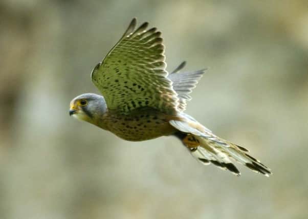 A kestrel in flight