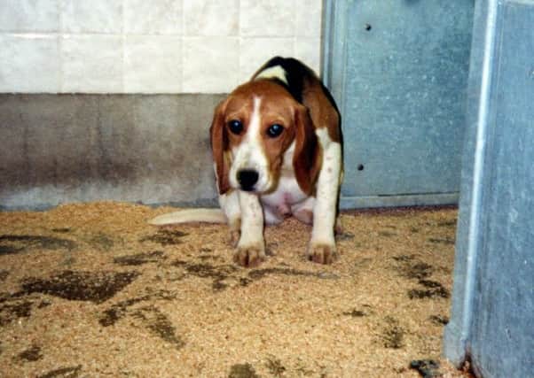 A laboratory Beagle in its enclosure