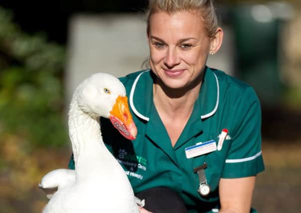 Tilly the goose with veternary nurse Lottie Stamp. Picture: Ross Parry Agency