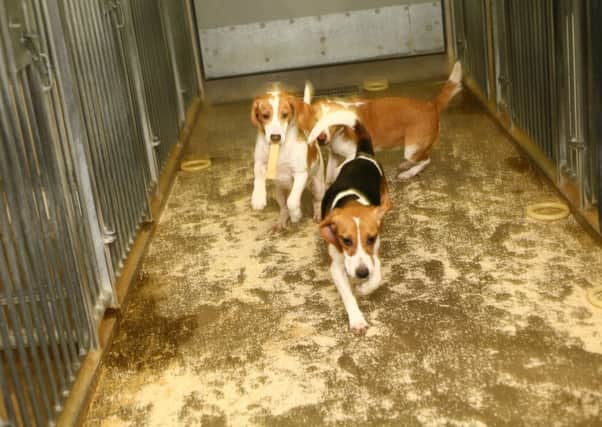 Beagles in their cages