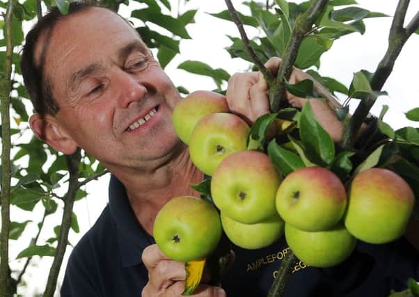 Cameron Smith picks apples in one of the village orchards
