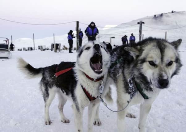 Husky dogs at the Green Dog yard in Spitsbergen, raring to set off