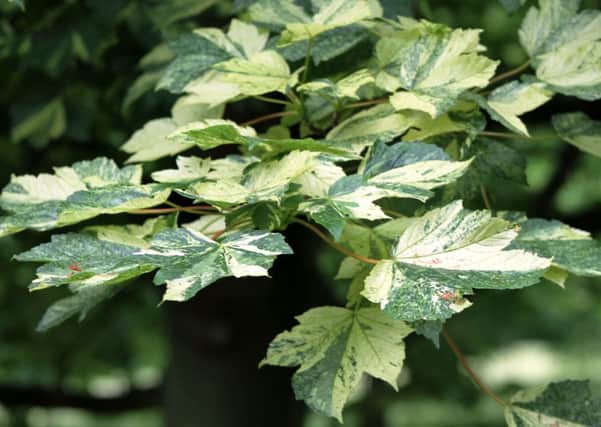 Variegated sycamore