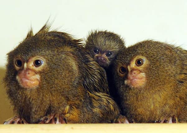 Twin baby pygmy marmoset monkeys at Tropical Butterfield House, North Aston, Sheffield.