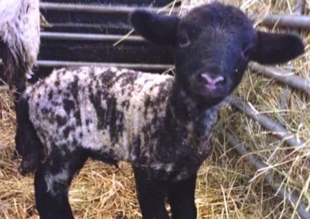 A weight warning is being issued for lambs