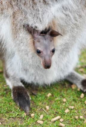 A wallaby at South Yorkshire Wildlife Park has a new baby