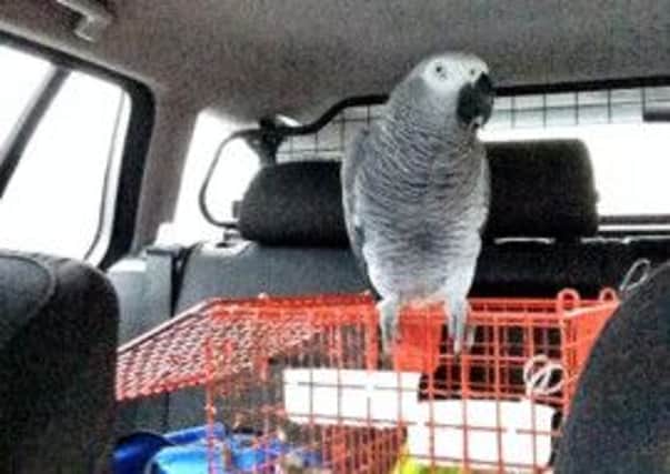 The learner driver was accompanied only by a parrot