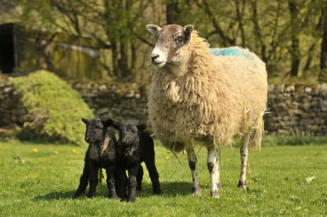 Herdwick sheep: Could their ancestry be rooted in Scandinavia?