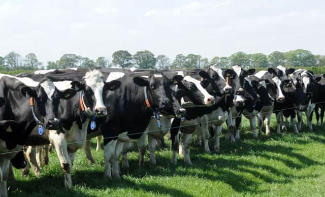 A dairy herd. Picture by Gerard Binks.
