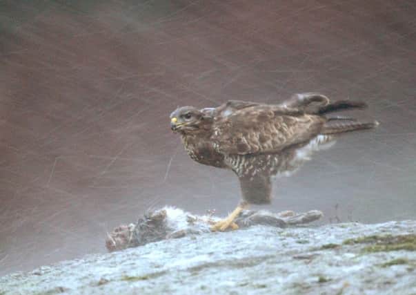 A buzzard is caught on camera at last