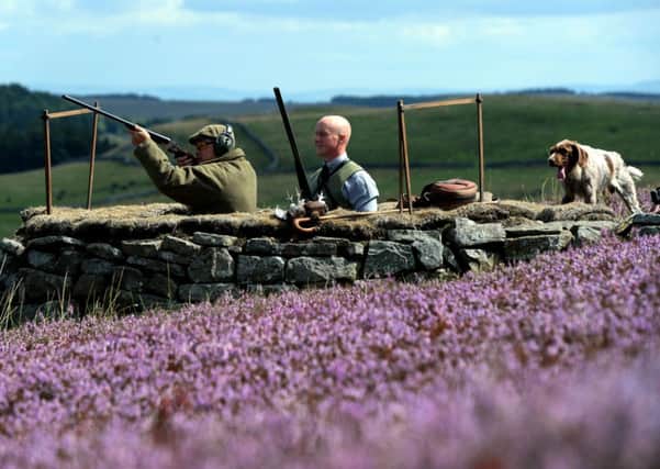 Bright purple heather in the Yorkshire dales surround a shooting butt on the Glorious 12th