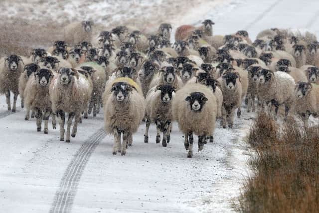 Sheep in North Yorkshire, as blizzards sweep the north of the country.
