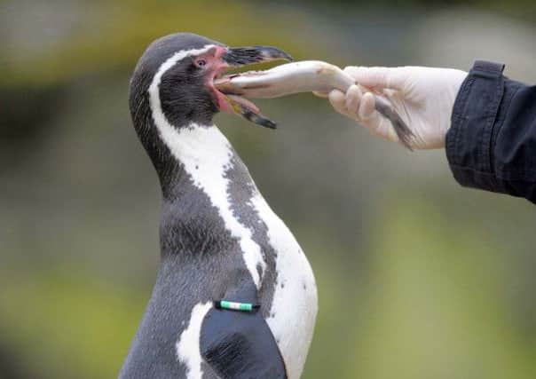 Some of the penguins who are receiving anti-depressant medication to bet them through the winter blues. Picture: Tony Bartholomew