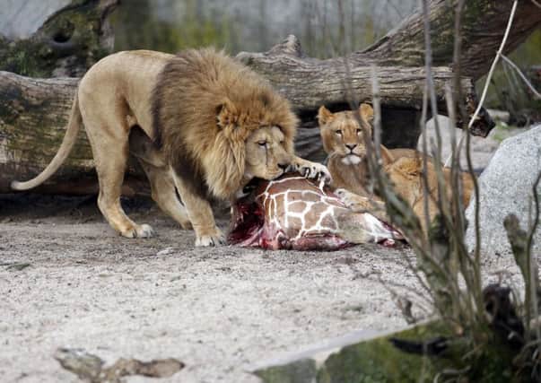 The carcass of Marius, a male giraffe, is eaten by lions after being put down in Copenhagen Zoo. (AP Photo/POLFOTO, Rasmus Flindt Pedersen)