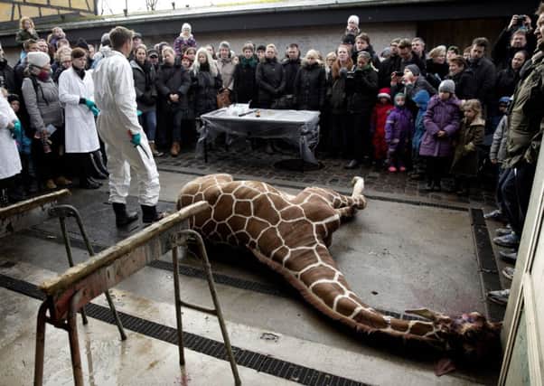 Marius, a male giraffe, lies dead before being dissected, after he was put down at Copenhagen Zoo