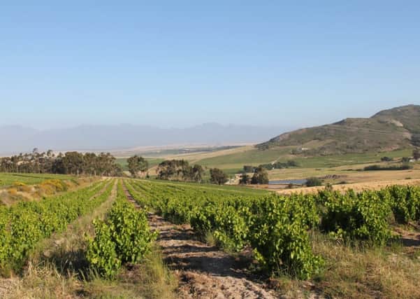Bush Syrah vines in Swartland, South Africa produce some great flavours