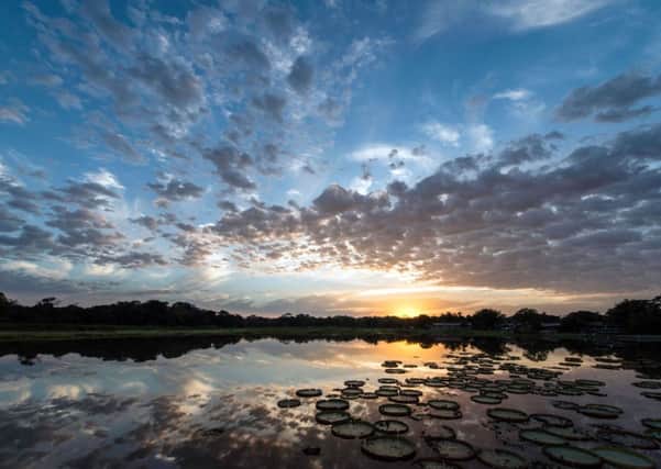 Dawn breaking over a pond filled with Victoria lily pads, Porto Jofre, Pantanal, Mato Grosso, Brazil.