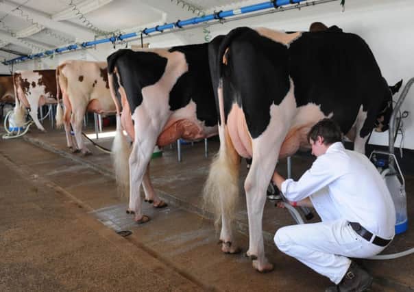 Cows being milked at the Great Yorkshire Showground.