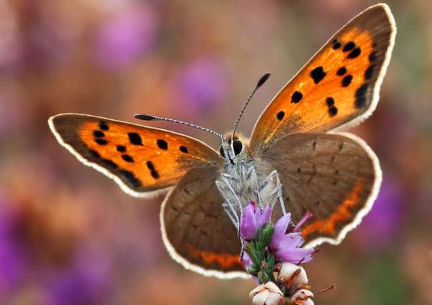 A small copper butterfly