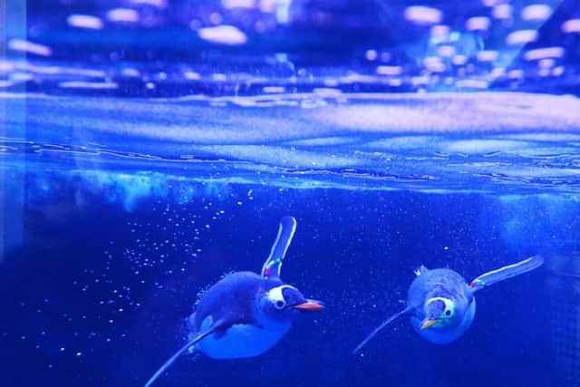 Gentoo penguins at a new exhibit at The Deep in Hull Marina