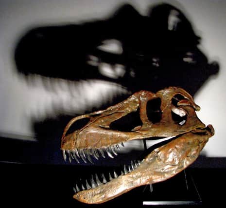 A Torvosaurus gurneyi skull as the fossilised remains of what scientists believe is the largest land dinosaur ever to have roamed Europe have been found in Portugal.