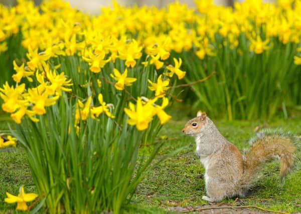 A grey squirrel forages amongst spring daffodils