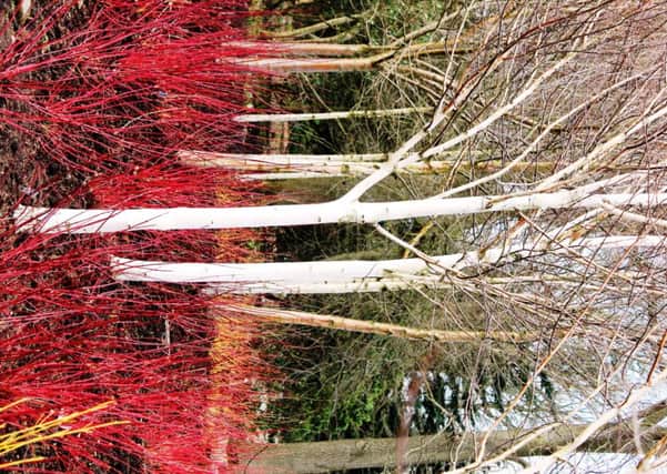Striking white birch trees and vivid-stemmed dogwoods light up winter at RHS Garden Harlow Carr