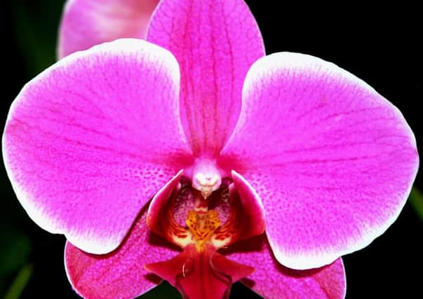 Phalaenopsis or moth orchid