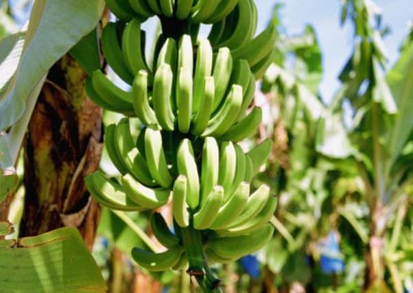 Banana trees on a farm on the island of St Lucia.