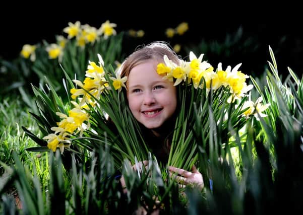 Bethany Poulter, 8, from York, admires the golden daffodils in the grounds of Beningbrough Hall near York.