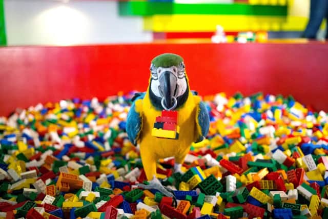 Charlie the parrot during auditions for the "Parrot in residence" at the Legoland Windsor Resort Hotel
