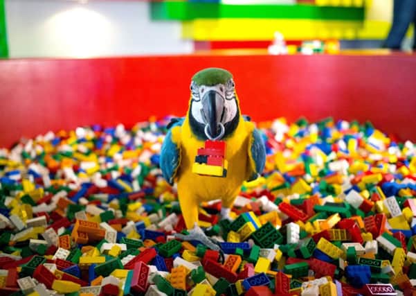Charlie the parrot during auditions for the "Parrot in residence" at the Legoland Windsor Resort Hotel