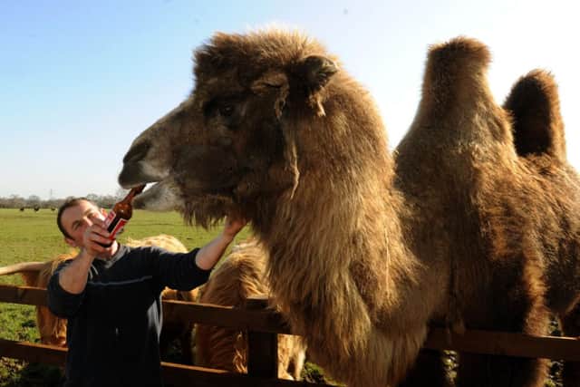 Simon Griffiths offers Geoffrey the camel a sip of beer at  Hazel Hill Farm near Easingwold