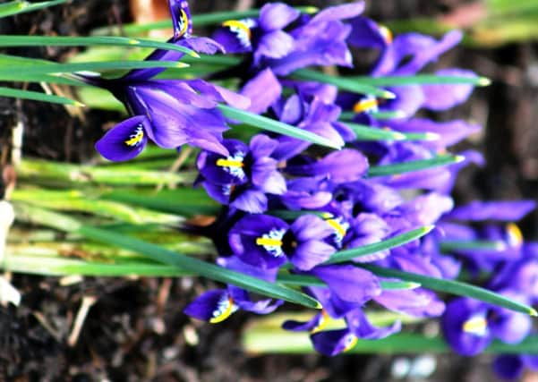 Iris Reticulata at Harlow Carr