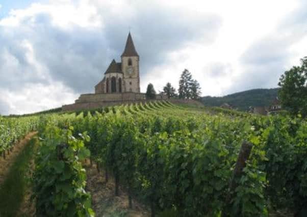 The Alsace vineyards