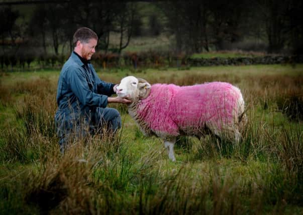 Peter Mawson pictured with his pink White Faced Woodland at his farm at Farndale. PIC: Simon Hulme