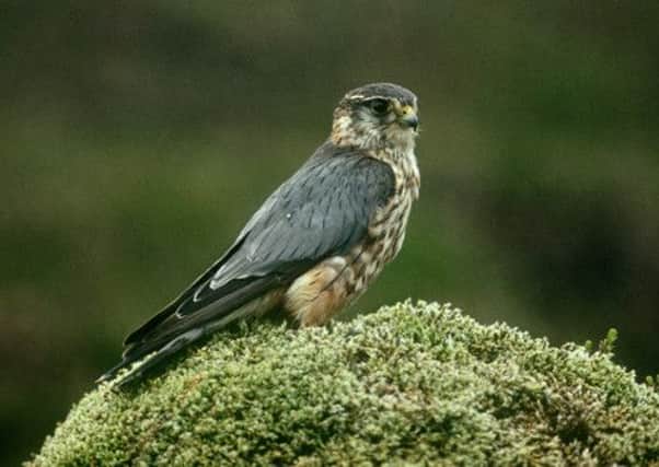 The Merlin. Picture: RSPB